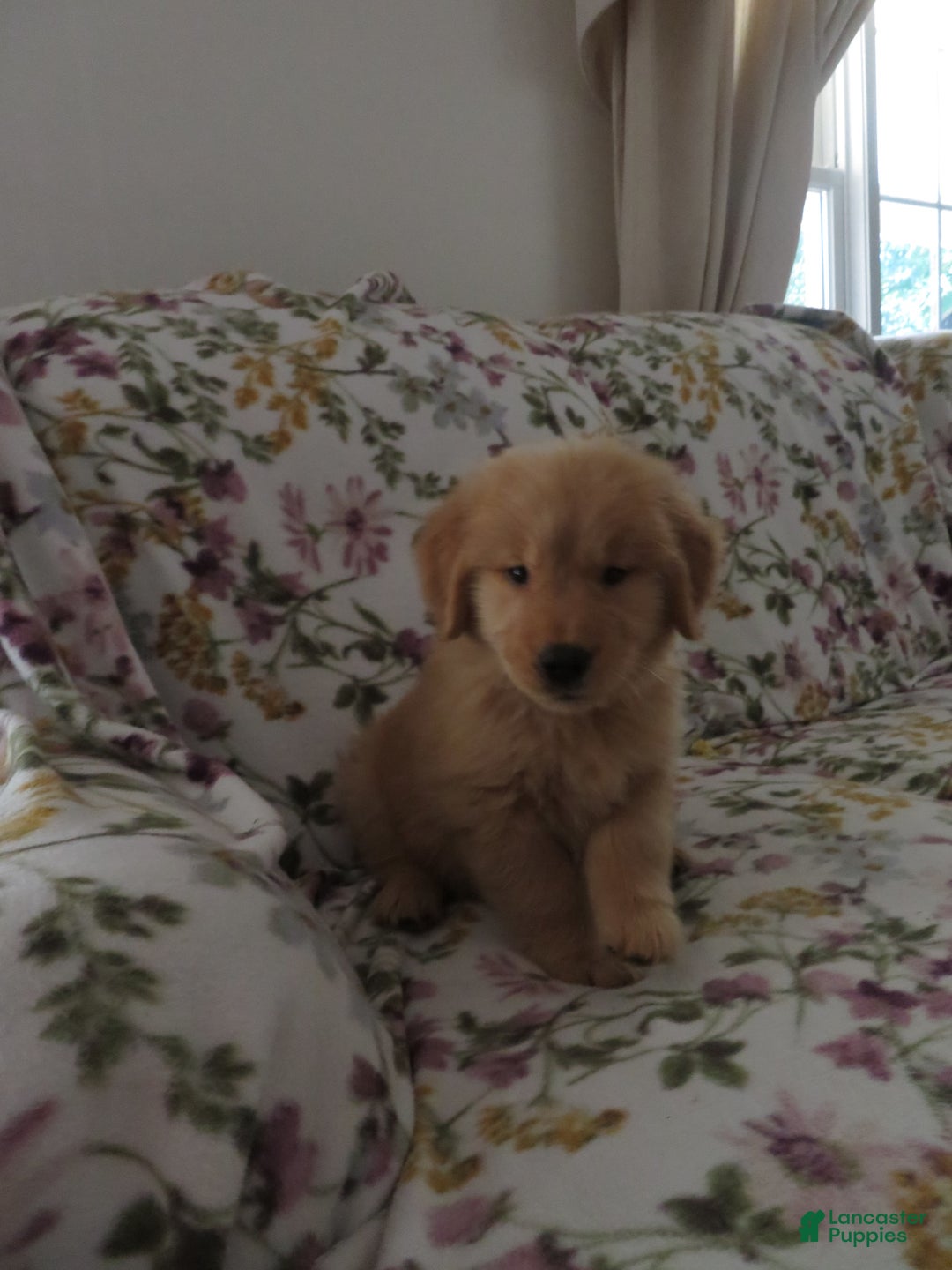 Golden Retriever dogs for sale: Starburst - Image 27