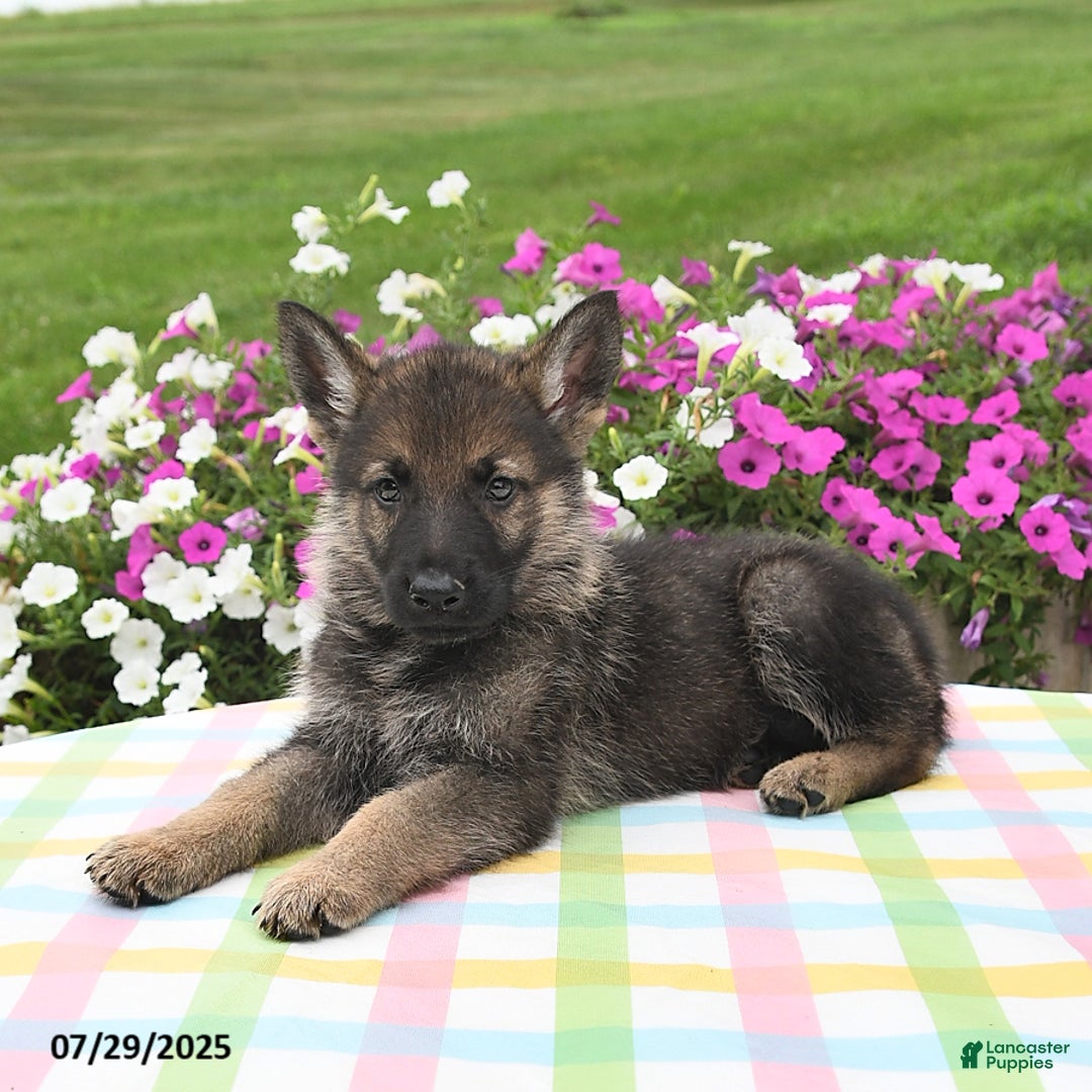 German Shepherd dogs for sale: Marshall - Image 5
