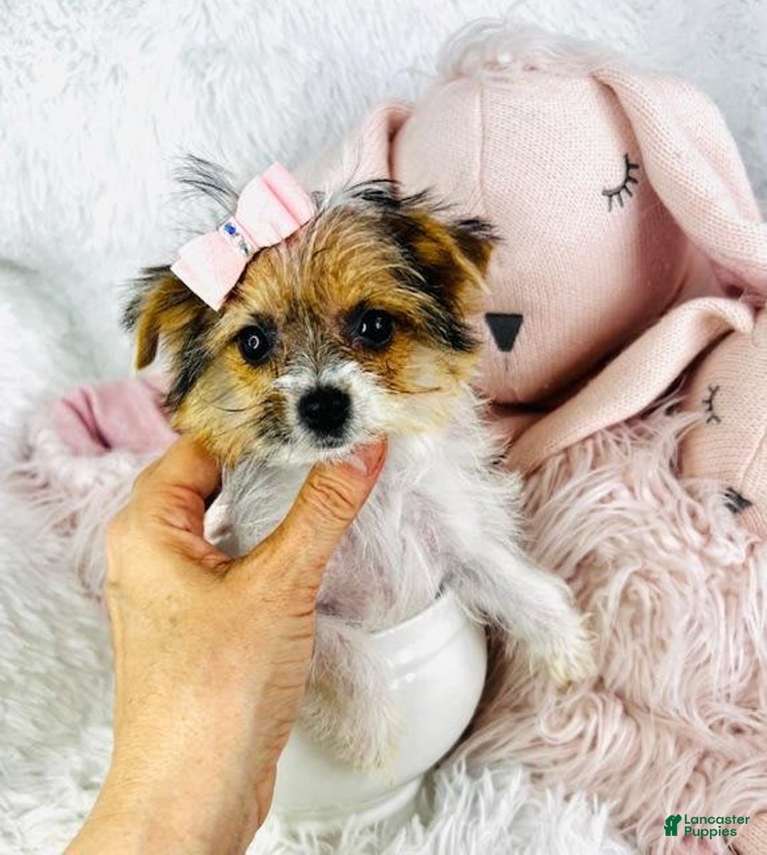 Yorkshire Terrier dogs for sale: Juliana - Image 2