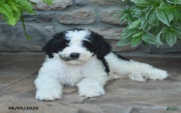 Bernedoodle dogs for sale: Julia - Image 2