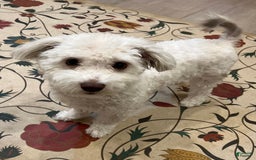 Havanese dogs for sale: Fibi - Image 3