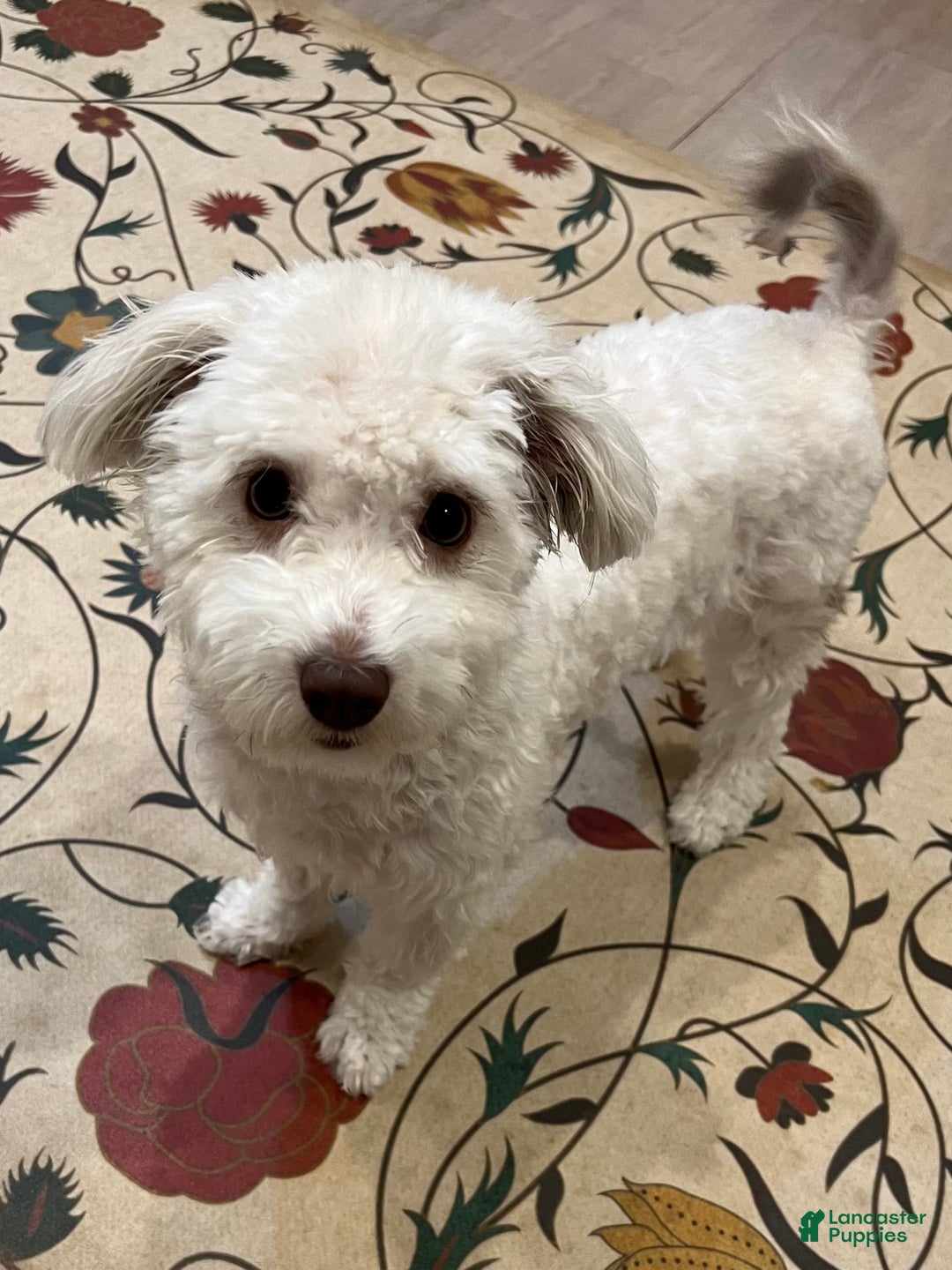 Havanese dogs for sale: Fibi - Image 3