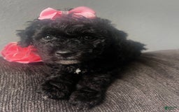 Aussiedoodle dogs for sale: Luna - Image 3