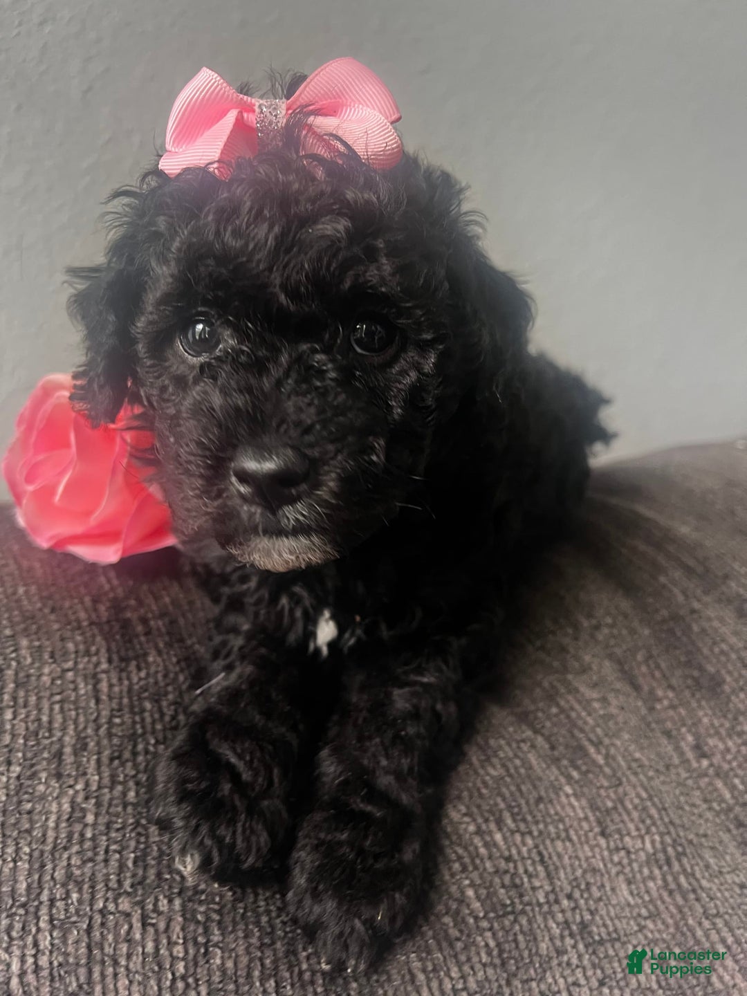 Aussiedoodle dogs for sale: Luna - Image 3