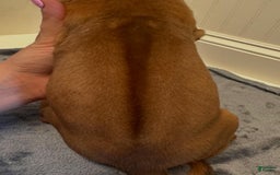 Rhodesian Ridgeback dogs for sale: Harbor - Image 1