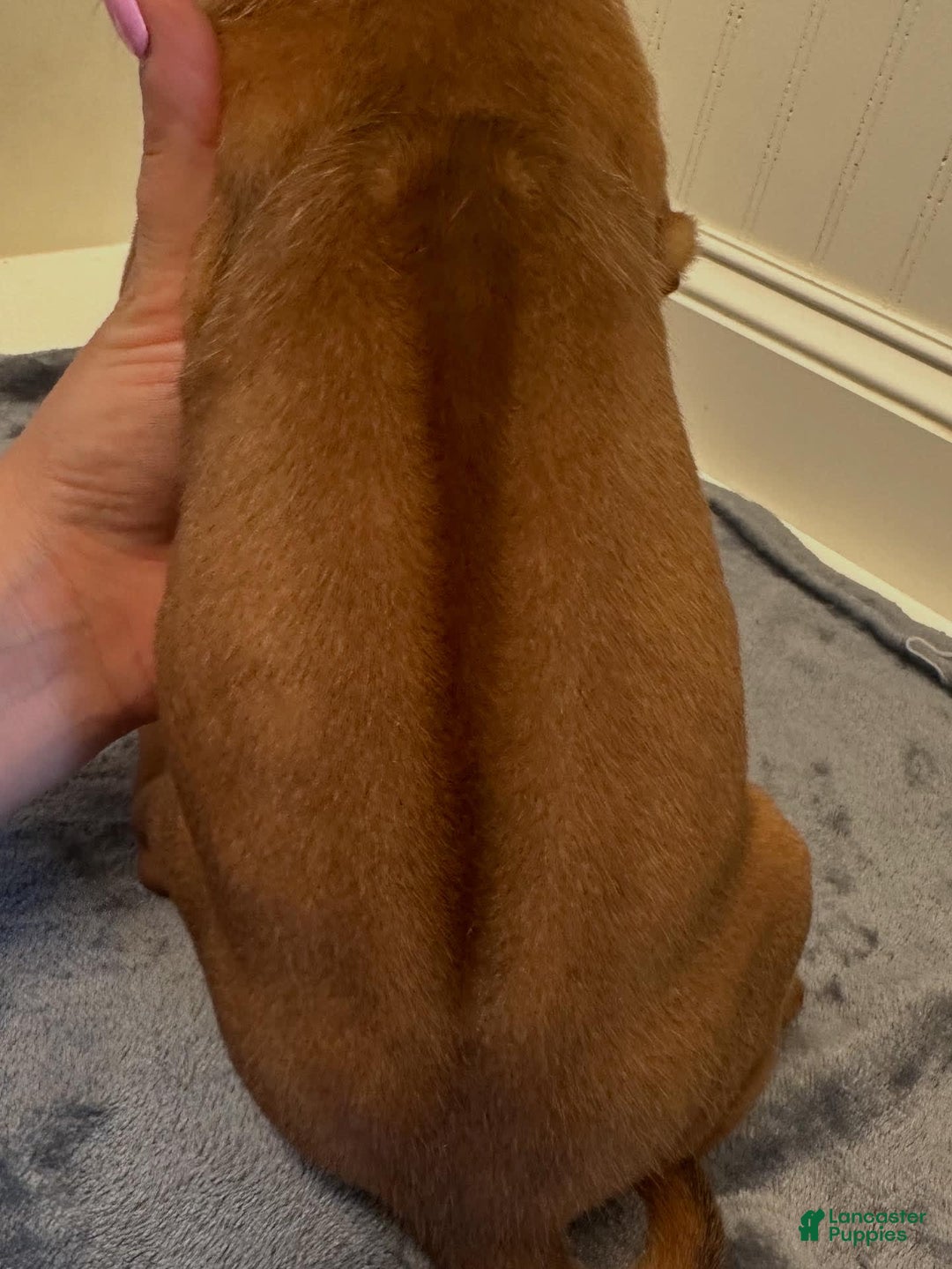 Rhodesian Ridgeback dogs for sale: Harbor - Image 1