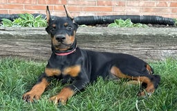 Doberman Pinscher dogs for sale: Solara - Image 3