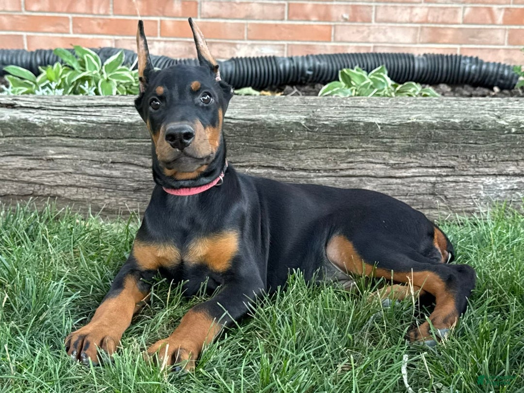 Doberman Pinscher dogs for sale: Solara - Image 3