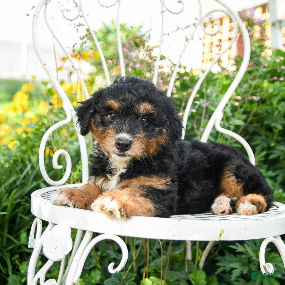 Mini Aussiedoodle dogs for sale: Midnight - Image 1