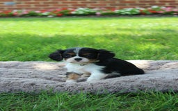 Cavalier King Charles Spaniel dogs for sale: Raina - Image 4