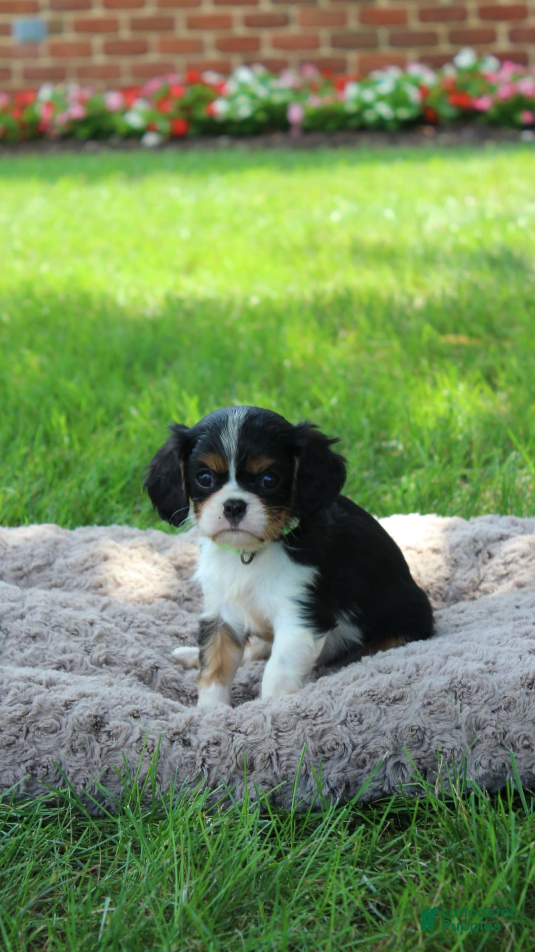 Cavalier King Charles Spaniel dogs for sale: Raina - Image 4
