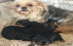 Yorkshire Terrier dogs for sale: Mimi - Image 5