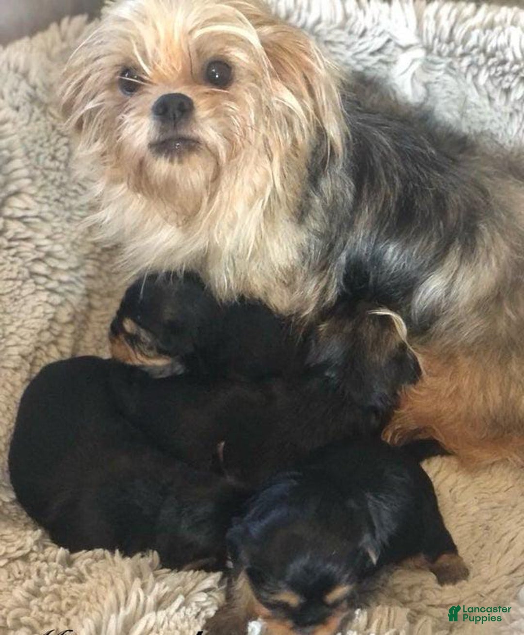 Yorkshire Terrier dogs for sale: Mimi - Image 5