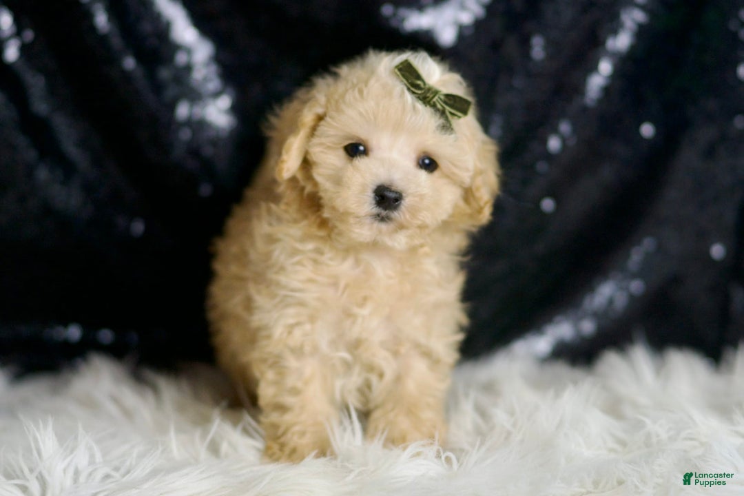 Maltipoo dogs for sale: Cupcake - Image 3