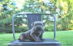 Cane Corso dogs for sale: Titan - Image 1