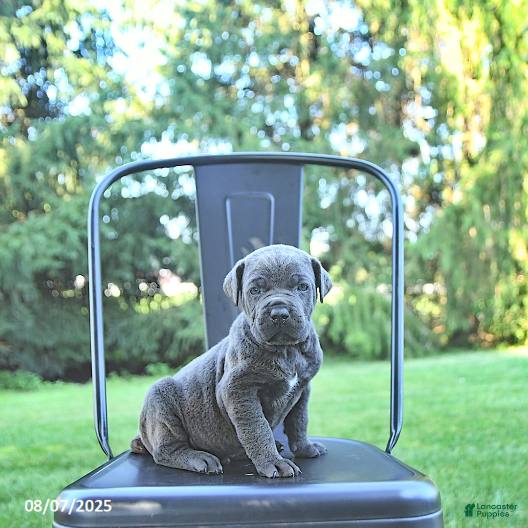 Cane Corso dogs for sale: Titan - Image 1