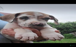 Great Dane dogs for sale: Cream - Image 2