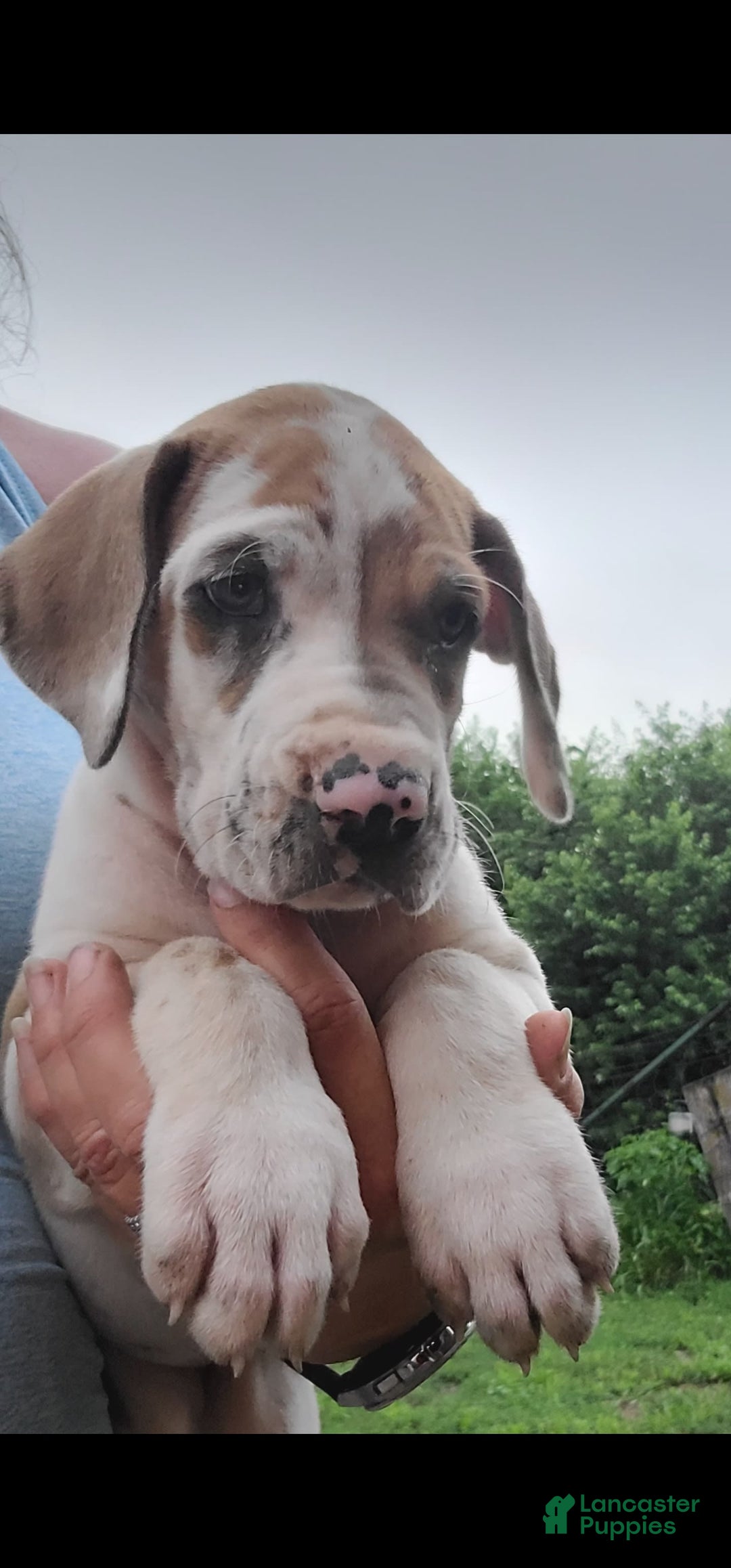 Great Dane dogs for sale: Cream - Image 2