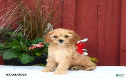 Cockapoo dogs for sale: Cockapoo 3 puppies - Image 5