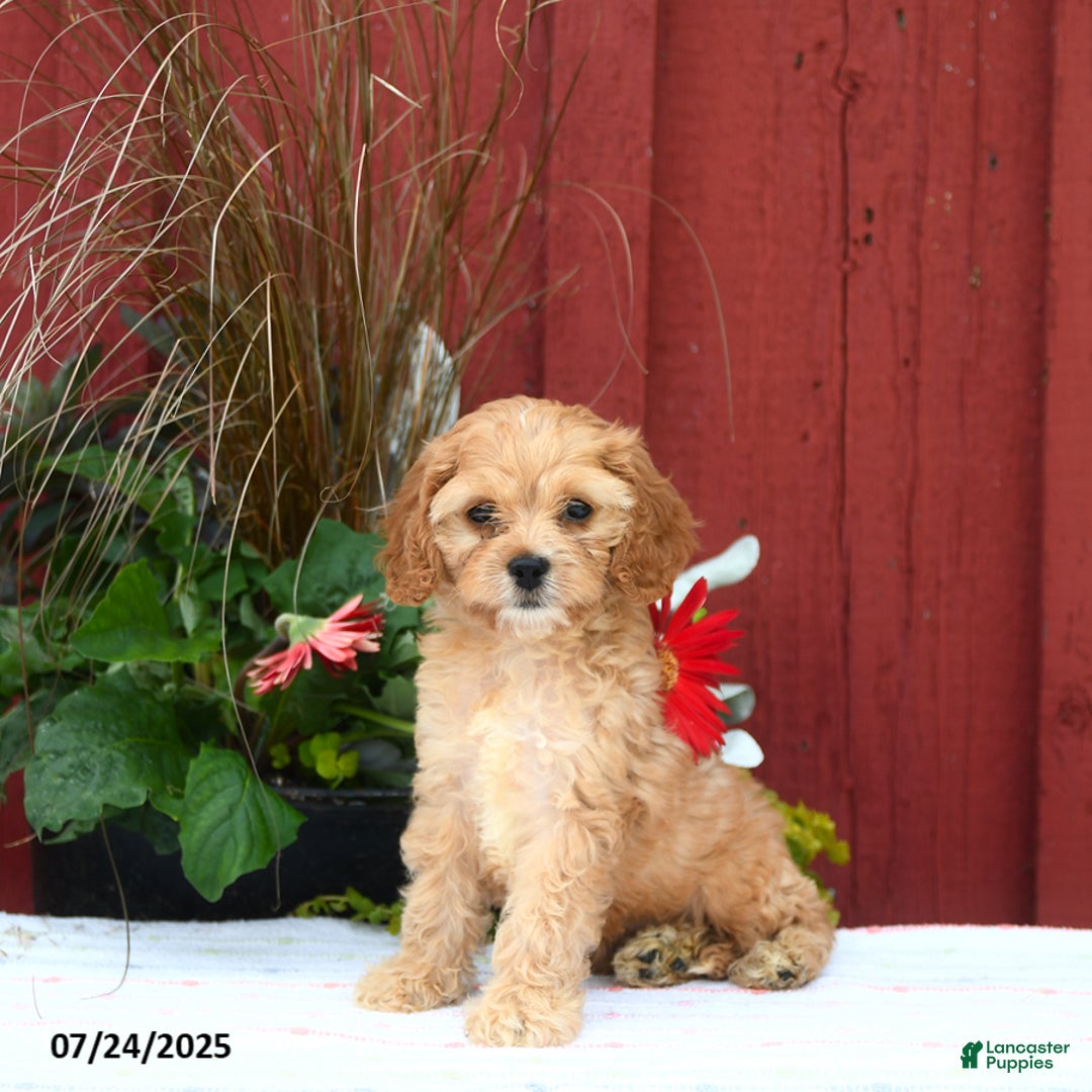 Cockapoo dogs for sale: Cockapoo 3 puppies - Image 5