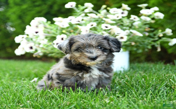 Mini Aussiedoodle dogs - Advert 25