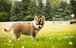 Pomsky dogs for sale: Fira - Image 10