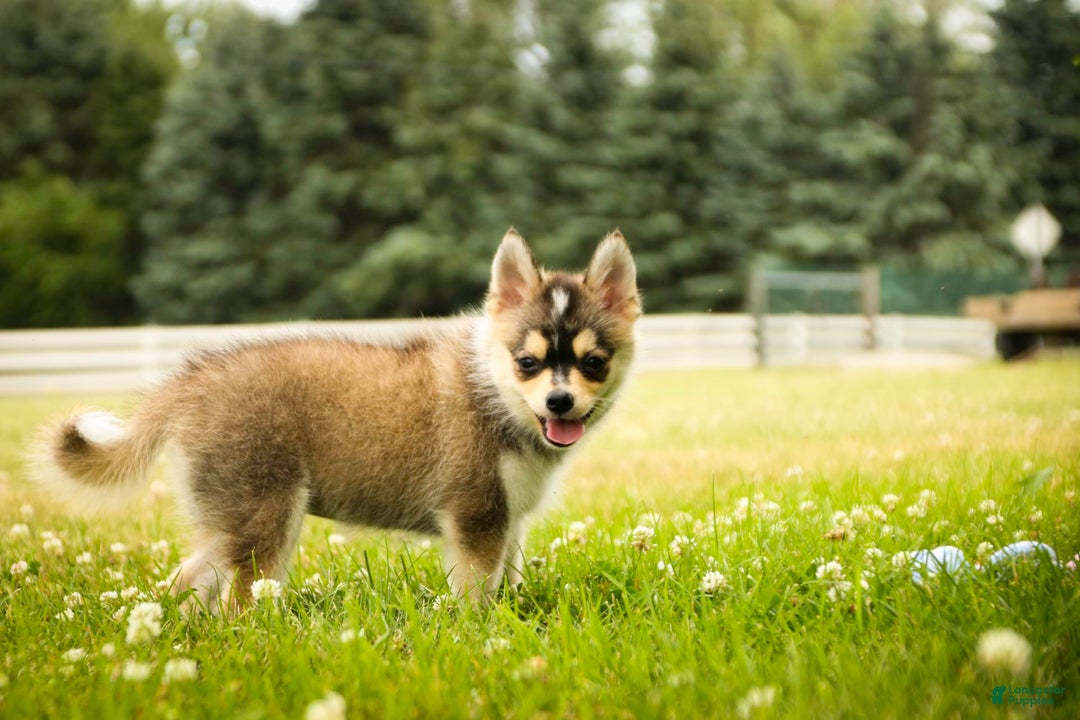 Pomsky dogs for sale: Fira - Image 10