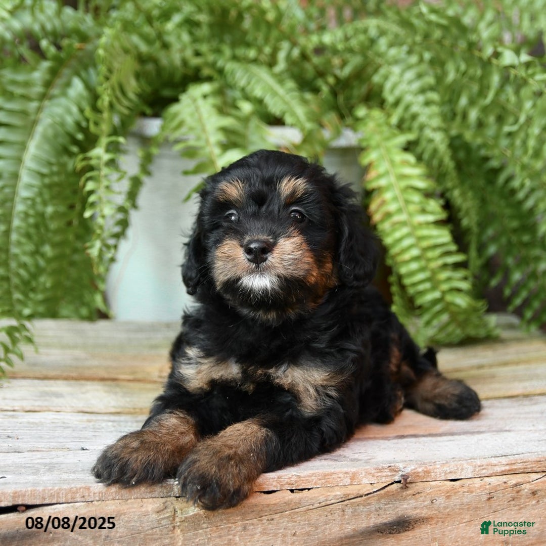 Miniature Poodle dogs for sale: Miniature Poodle 4 puppies - Image 6