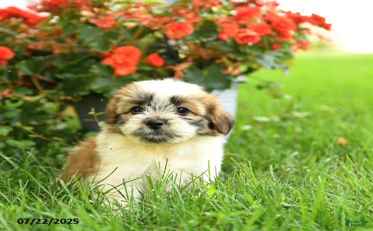 Pomeranian dogs for sale - Ad 1