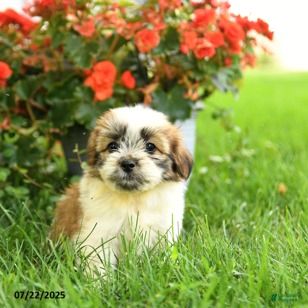 Pomeranian dogs for sale: Olive - Image 1