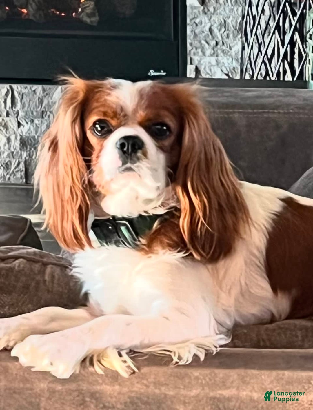 Cavalier King Charles Spaniel dogs for sale: Ranger - Image 4