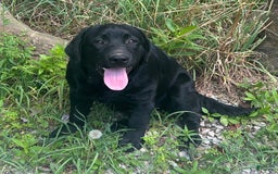Labrador Retriever dogs for sale: Norman - Image 2