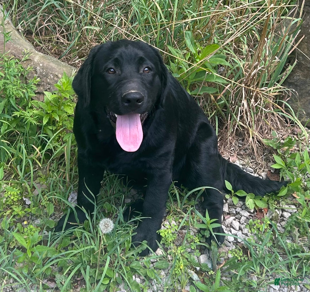 Labrador Retriever dogs for sale: Norman - Image 2