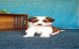 Havanese dogs for sale: Stella - Image 6