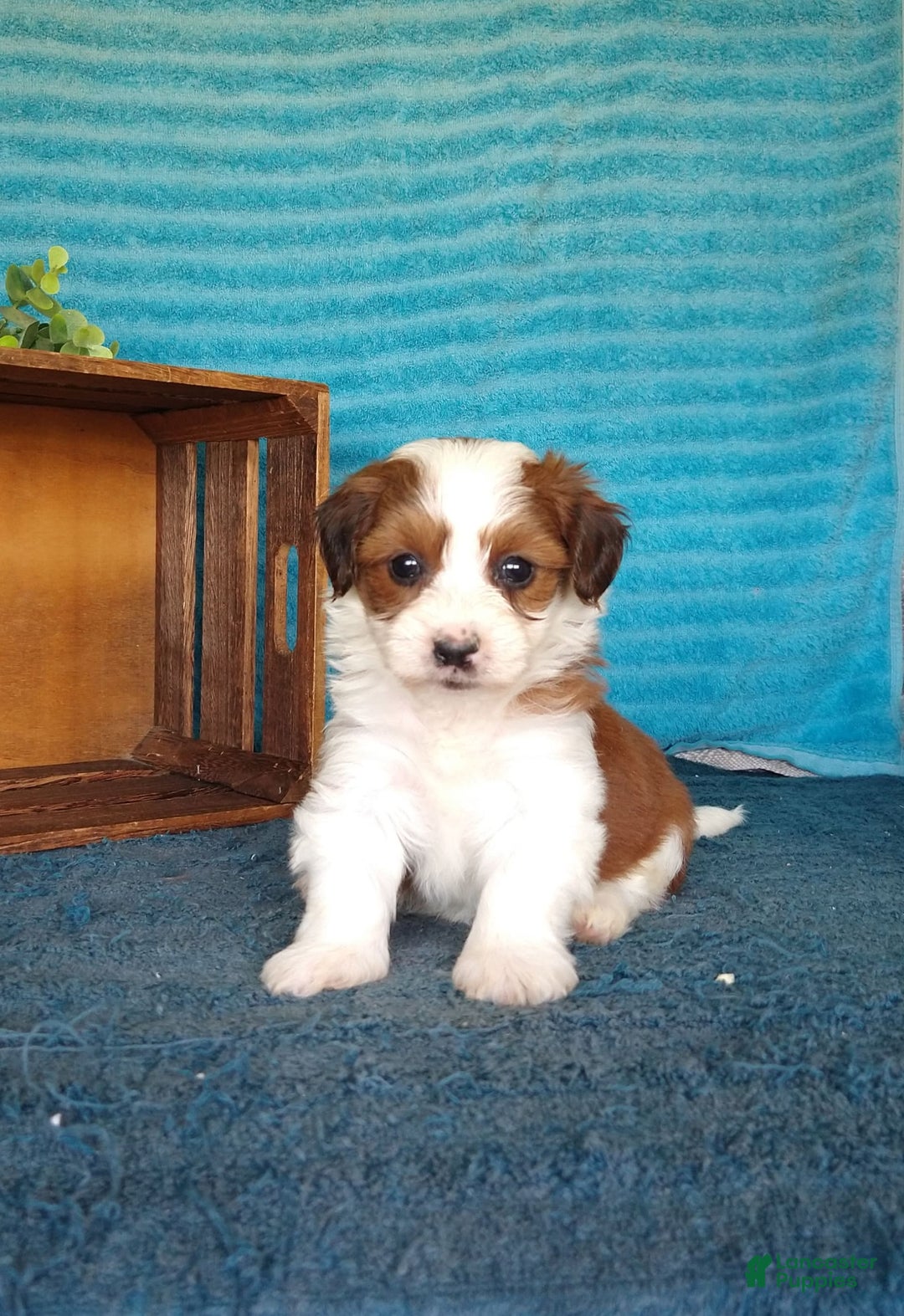 Havanese dogs for sale: Stella - Image 6