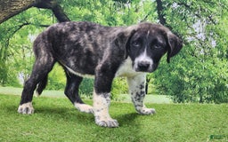Anatolian Shepherd dogs for sale: AKC Dusty 2025 Male 4 - Image 1
