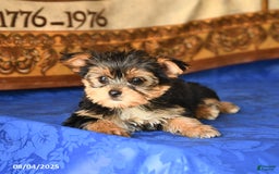 Yorkshire Terrier dogs for sale: Yorkshire Terrier 4 puppies - Image 5