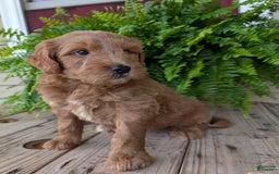 Goldendoodle dogs for sale: Cash - Image 29