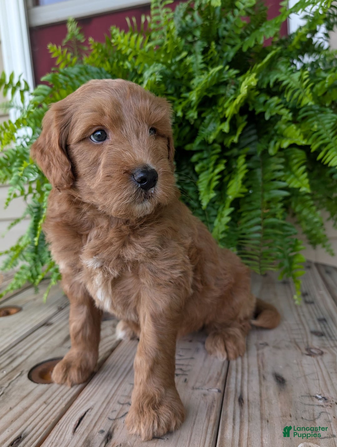 Goldendoodle dogs for sale: Cash - Image 29