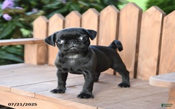 Pug dogs for sale: Pug 6 puppies - Image 7