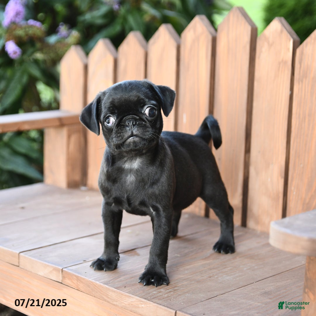 Pug dogs for sale: Pug 6 puppies - Image 7