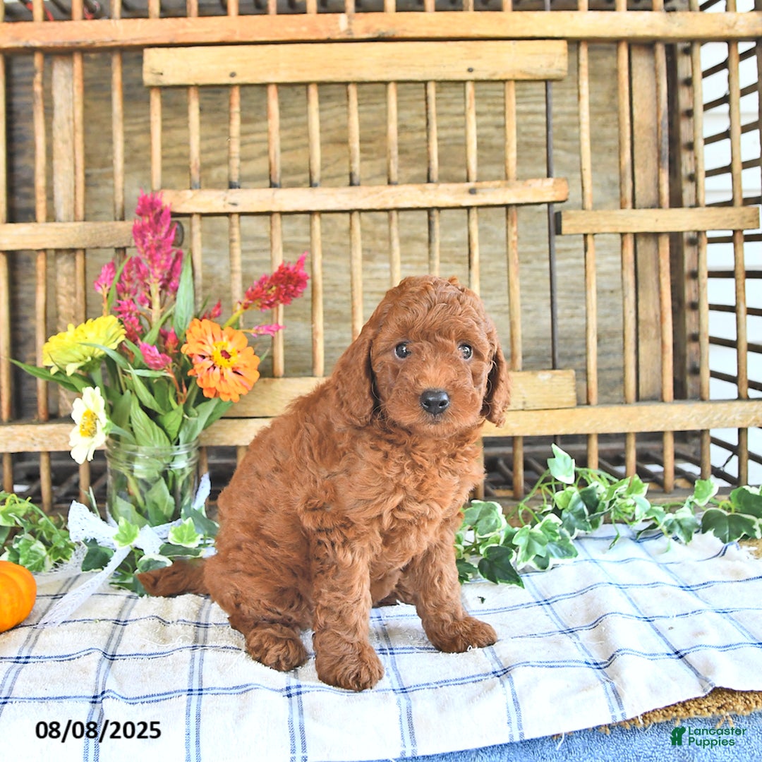 Mini Goldendoodle dogs for sale: Penny - Image 2