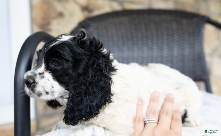 Cocker Spaniel dogs for sale - Ad 1