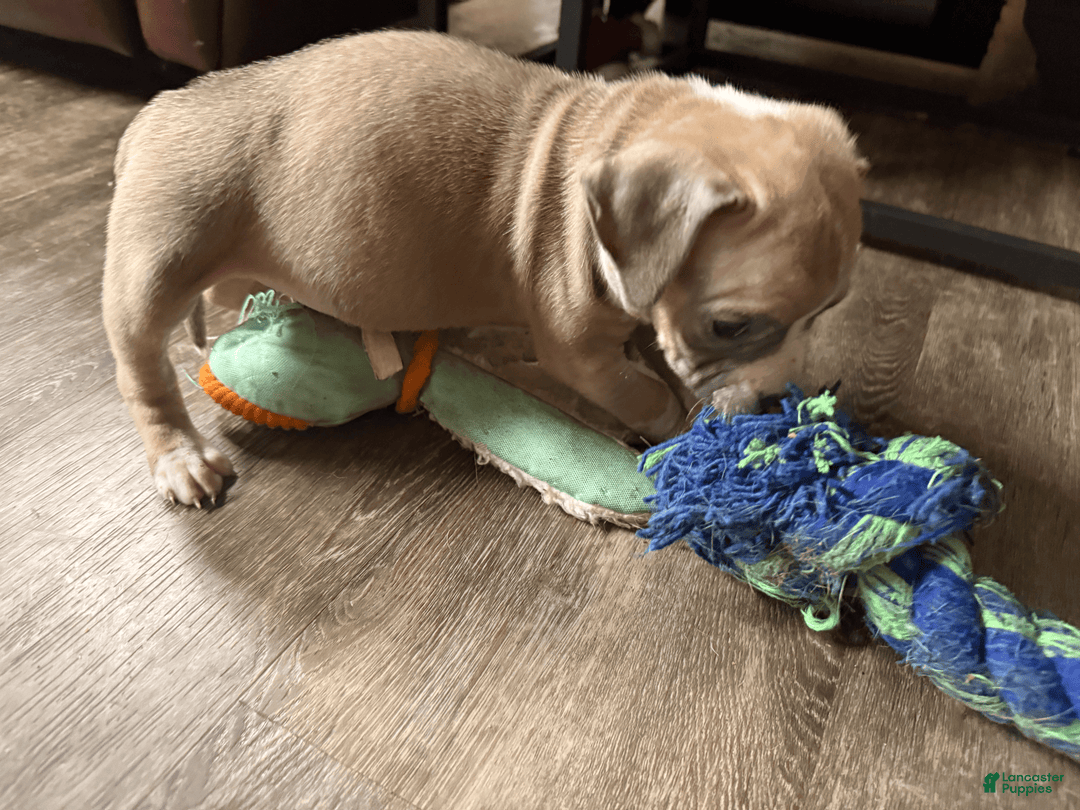 American Pit Bull Terrier dogs for sale: Peanut - Image 20