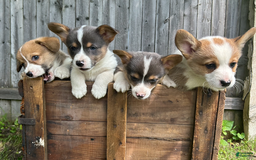 Welsh Corgi Pembroke dogs for sale: Wyatt - Image 1