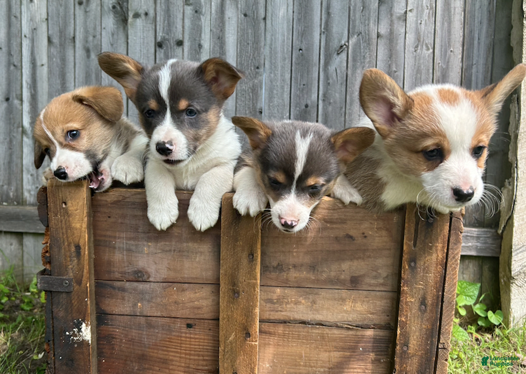 Welsh Corgi Pembroke dogs for sale: Wyatt - Image 1