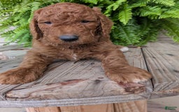 Goldendoodle dogs for sale: Cash - Image 2