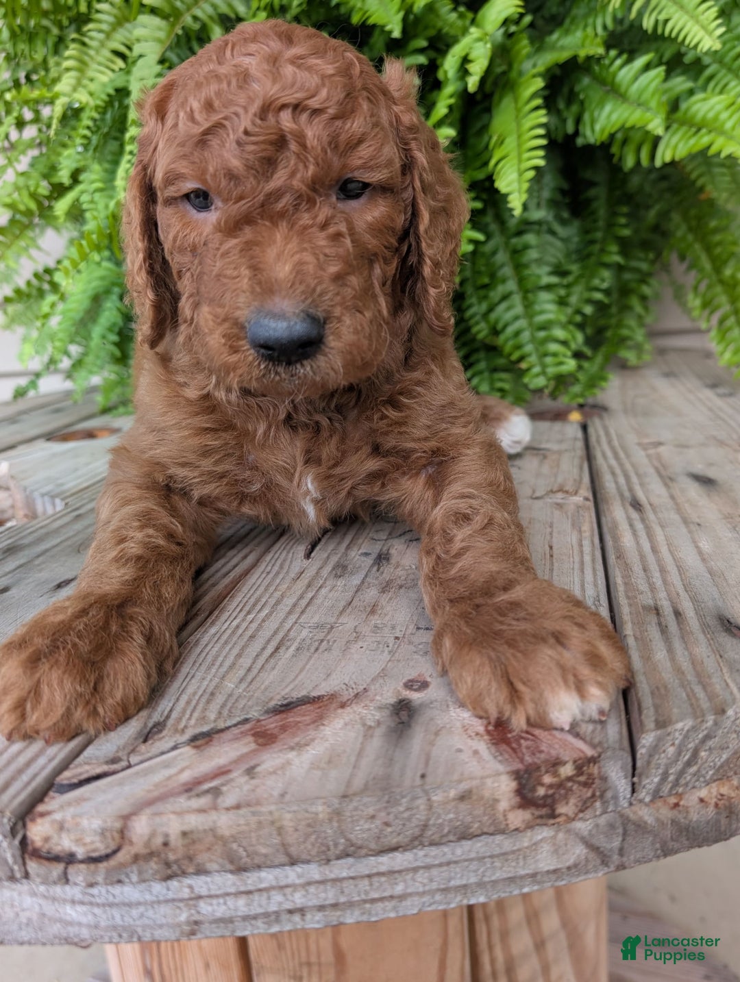 Goldendoodle dogs for sale: Cash - Image 2