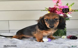 Miniature Dachshund dogs for sale: Laudon - Image 2