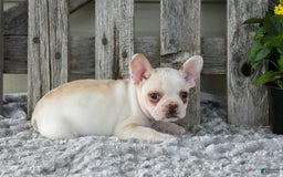 Frenchton dogs for sale: Saylor - Image 1